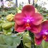 Phalaenopsis Mituo Sun Queen 'Lotus'