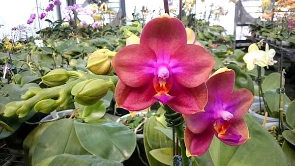 Phalaenopsis Mituo Sun Queen 'Lotus'