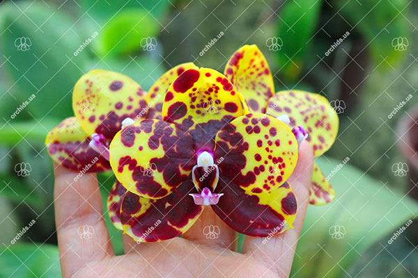 Phalaenopsis Mituo Diamond 'B-2'
