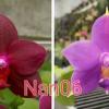 Phalaenopsis Chienlung Puple Rose