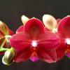 Phalaenopsis Chienlung Red Parrot