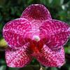 Phalaenopsis (Mituo Sun x Ching Her Buddha)