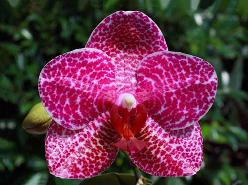Phalaenopsis (Mituo Sun x Ching Her Buddha)