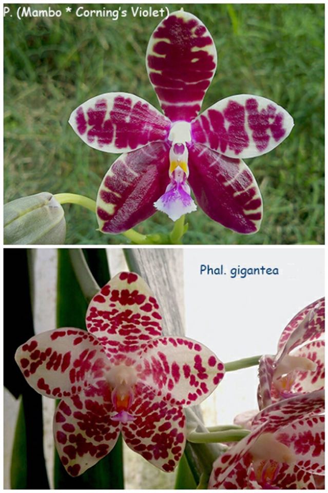 Phalaenopsis (Mambo x Corning's Violet) x gigantea