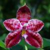 Phalaenopsis Eddy Phantom (Ruby Vasquez x Chang Yi Halo)