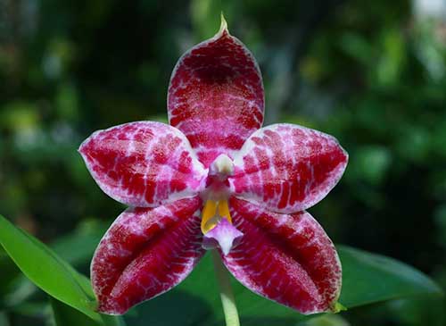 Phalaenopsis Eddy Phantom (Ruby Vasquez x Chang Yi Halo)