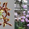 Phalaenopsis mannii black x schilleriana