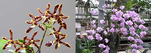 Phalaenopsis mannii black x schilleriana