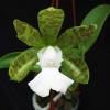Cattleya aclandiae albescens x self