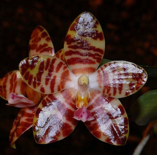 Phalaenopsis David Lim x Hsu Li-Shian
