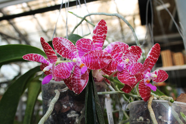 Phalaenopsis gigantea x lueddemanniana