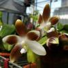 Phalaenopsis Jennifer Palermo (tetraspis 'Su's Coffee Candy' x violacea coerulea)