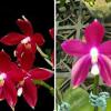 Phalaenopsis tetraspis 'Red' x 'Purple'