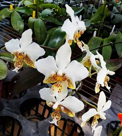 Phalaenopsis stuartiana x sib