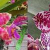 Phalaenopsis Joy Micholuedde x gigantea