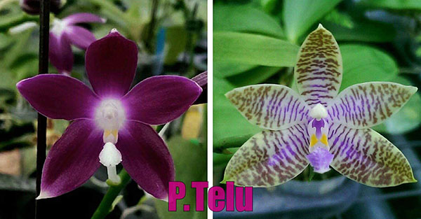 Phalaenopsis Telu 'Purple'