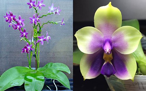 Phalaenopsis (YangYang new Star x violacea indigo) x bellina coerulea