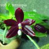 Phalaenopsis tetraspisis (All red x All red with white middle)