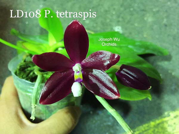 Phalaenopsis tetraspisis (All red x All red with white middle)