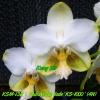 Phalaenopsis An Tai Jade'KS-1000' (4N)