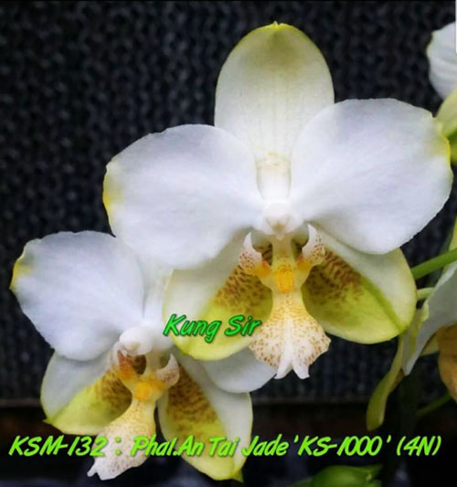 Phalaenopsis An Tai Jade'KS-1000' (4N)