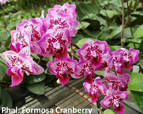 Phalaenopsis Formosa Cranberry