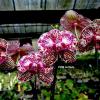 Phalaenopsis Peloric #7