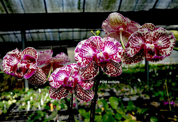 Phalaenopsis Peloric #7