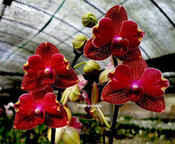 Doritaenopsis I-Hsin picture ‘Butterfly’