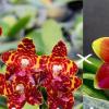 Phalaenopsis Jong's Gigan Cherry x Kingfisher's Dragon Wing