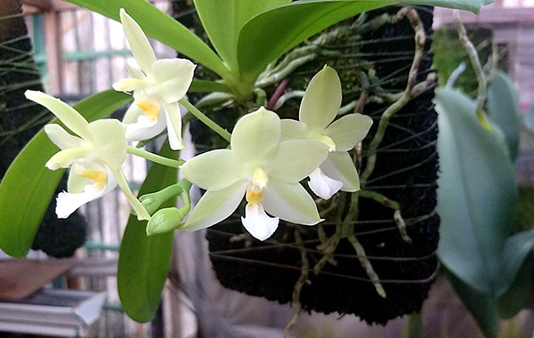 Phalaenopsis Johns Penang Imp x Princess Kaiulani 'flava'