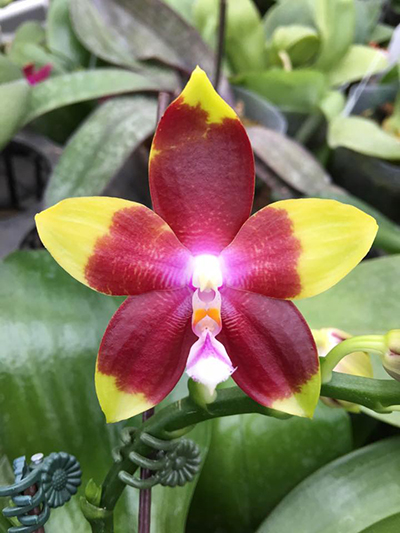 Phalaenopsis Tying Shin Fly Eagle 'TS-66'