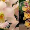 Clowesia Grace Dunn 'Chadds Ford' x Catasetum Orchidglade 'Davie Ranches'