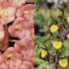 Clowesia Rebecca Northen 'Grapefruit Pink' x Catasetum kleberianum 'SVO'