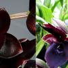 Fredclarkeara Majestic Orchids Shopper (Fredclarkeara After Midnight 'SVO Dark Beauty' x Catasetum John C Burchett 'Ursa Major')