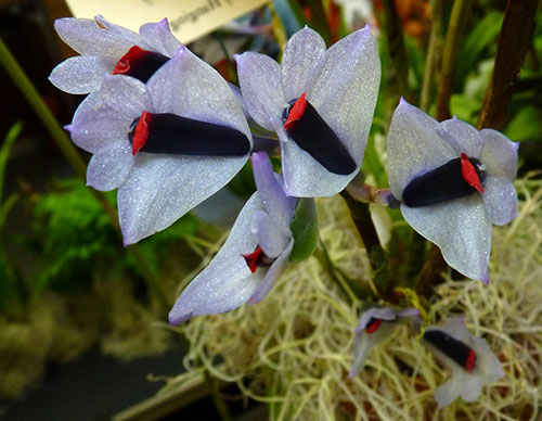 Dendrobium vexillarius var retroflexus blue