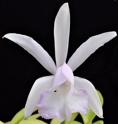 Cattleya intermedia var irrorata