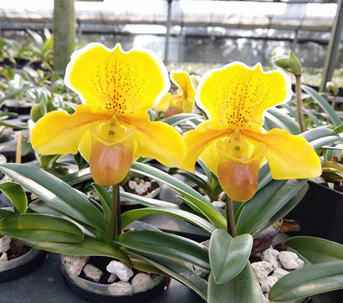 Paphiopedilum In-Charm Gold