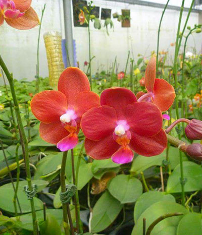 Phalaenopsis Mituo Shin Perfume 'MO95'