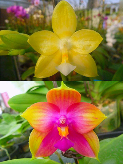 Phalaenopsis Lyndon Gold Ring x (Yin's Bellina Kaiulani x Ya-Yi Qin) 'Rainbow'