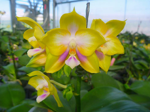 Phalaenopsis Zheng Min Muscadine 'Mituo #3'