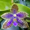 Phalaenopsis lueddemanniana coerulea