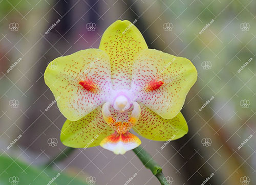Phalaenopsis (Brother Sara Gold x Chiada Spark) 'ES'