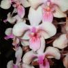 Phalaenopsis lindenii x celebensis