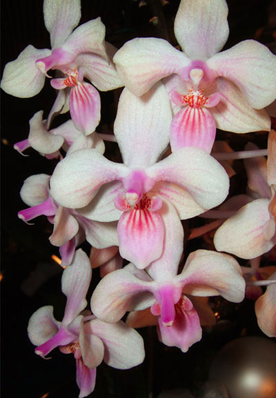 Phalaenopsis lindenii x celebensis