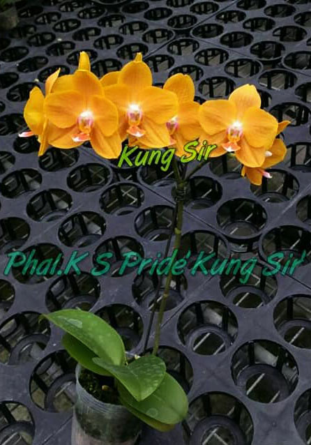 Phalaenopsis KS Pride Golden Diamond