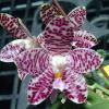 Phalaenopsis Mok Choi Yew x Yaphon Sir