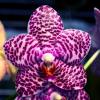 Phalaenopsis gigantea x Hsinying Fanjo
