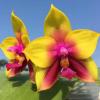 Phalaenopsis LD Bear Queen ‘175’ (clone)