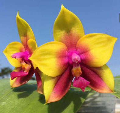 Phalaenopsis LD Bear Queen ‘175’ (clone)